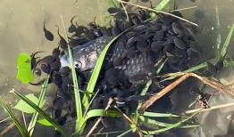 小蝌蚪视频,一场奇妙的蜕变之旅