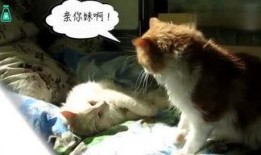 动物搞笑视频,动物界的喜剧之王